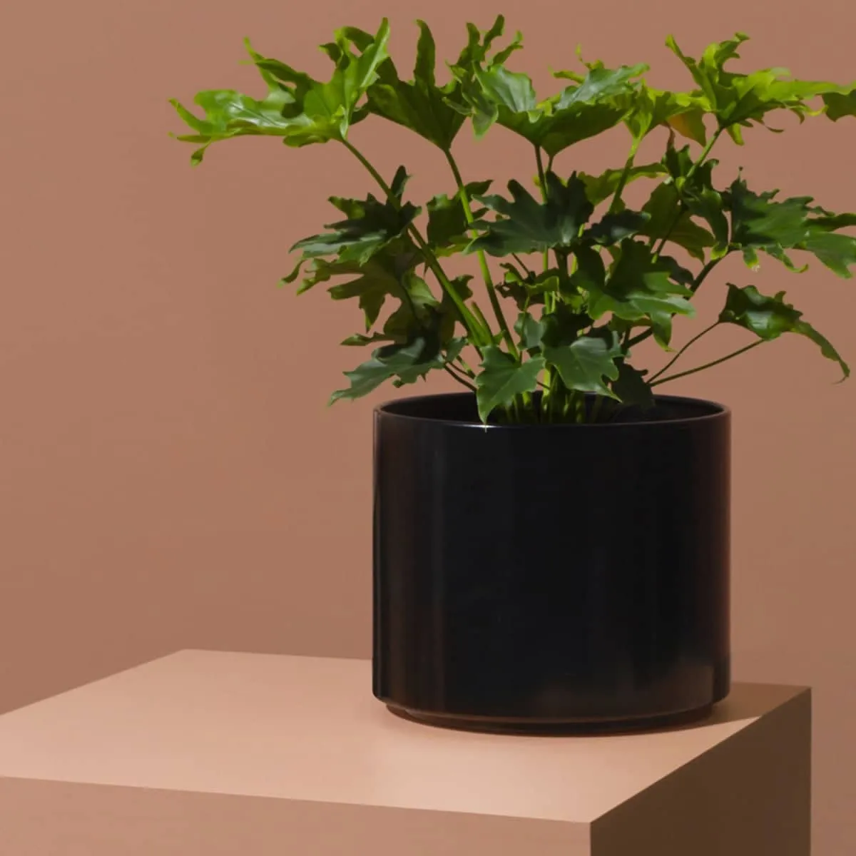 Benny Planter - Black Medium