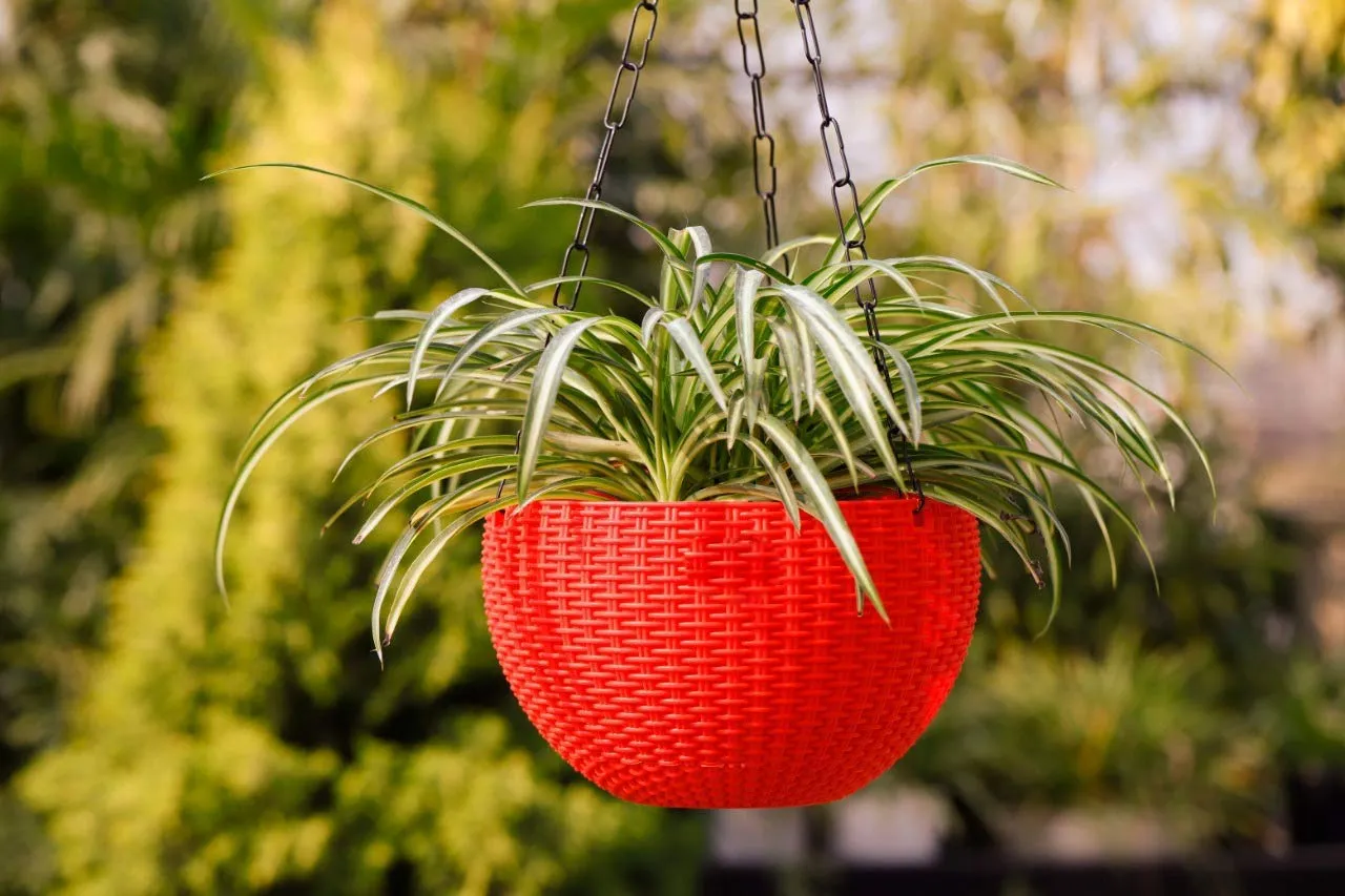 Go Hooked Plastic Hanging Pot, Multicolour, Pot Diameter -7.1 Inch, Pot Height -4.8 Inch, Pot Thickness -3 mm, Chain Length -13 inch Approx., 5 Pieces