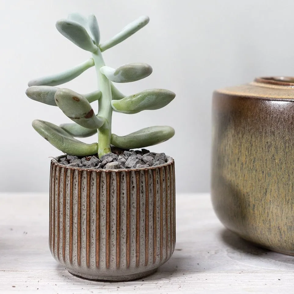 Habitat Pot (Small)