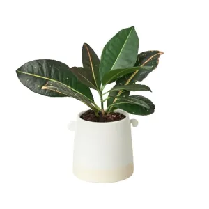 Knob Cylinder Pot