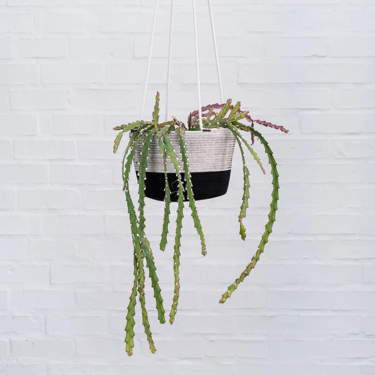Mia Melange - Large Hanging Planter