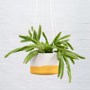 Mia Melange - Large Hanging Planter